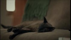 poster-18265-dstv-pvr-digital-video-recorder-cat-236x132