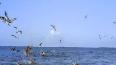 poster-18270-legal-sea-foods-birds-236x132