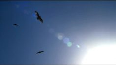 poster-18328-astringosol-mouthwash-vultures-236x132