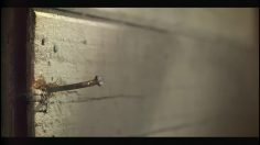 poster-18329-saridon-hammer-236x132