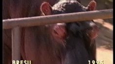 poster-18386-mesbla-l-hippopotame-236x132