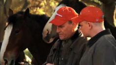 poster-18485-budweiser-clydesdale-236x132