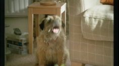 poster-18511-wall-s-balls-la-poubelle-236x132