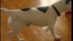 poster-18559-credit-suisse-l-anniversaire-de-grand-mere-236x132