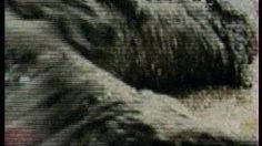 poster-18567-protection-environnement-mission-littoral-atlantique-le-choc-maree-noire-236x132