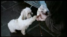 poster-18651-ljubljanska-banka-carte-de-credit-naughty-dog-236x132