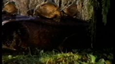 poster-18657-budweiser-vol-plane-236x132