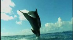 poster-18691-protection-environnement-oceana-mating-season-236x132