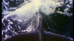 poster-18762-greenpeace-protection-des-baleines-massacre-de-baleines-236x132