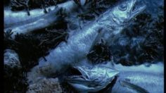 poster-18764-greenpeace-protection-des-animaux-les-recettes-de-poissons-236x132