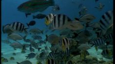 poster-18767-greenpeace-protection-environnement-moby-dick-236x132