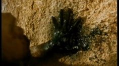 poster-18885-perrier-les-taggers-prehistoriques-236x132