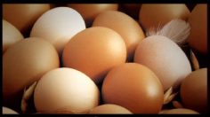 poster-19037-farm-frites-pommes-frites-236x132