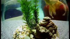 poster-19054-vitana-fish-236x132