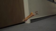 poster-19085-wienerschnitzel-gotcha-236x132