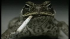 poster-1923-anti-tabac-animals-236x132