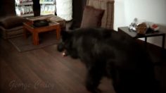 poster-19251-specific-warf-else-236x132