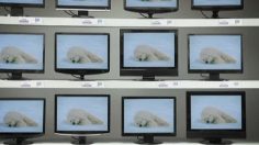 poster-19255-wwf-protection-environnement-l-ours-polaire-236x132