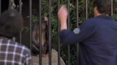 poster-19295-pepsi-pepsi-max-monkey-236x132