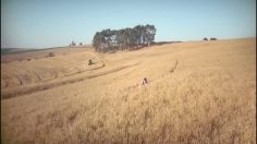 poster-19366-boursin-fromage-combine-harvester-236x132