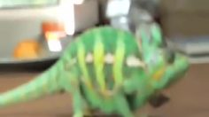 poster-19379-ray-ban-lunettes-super-cameleon-236x132