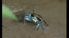 poster-19410-smart-fortwo-le-crabe-236x132