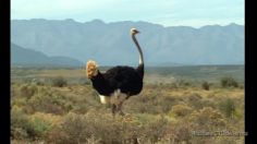 poster-19411-smart-fortwo-l-autruche-236x132