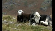 poster-19412-smart-fortwo-les-moutons-236x132