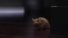 poster-19436-lg-climatisation-quiet-as-a-mouse-236x132