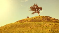 poster-19480-coca-cola-yeah-yeah-yeah-236x132