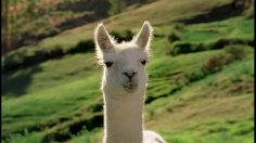 poster-19536-starburst-llama-236x132