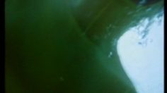 poster-1956-ricard-pacific-la-tortue-236x132