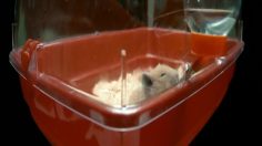 poster-19684-roy-awards-roygalan-se-hamster-236x132