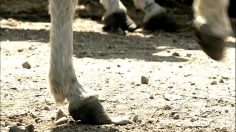 poster-19689-cosmote-street-racing-236x132