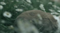 poster-19752-mtv-fuck-the-world-236x132