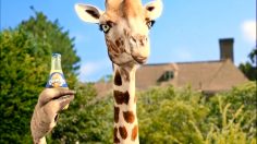 poster-19765-orangina-lessive-236x132