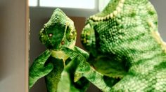 poster-19767-orangina-l-acne-236x132