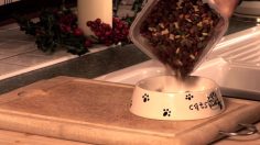 poster-19826-specsavers-opticien-the-cat-236x132