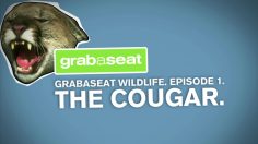 poster-19892-air-new-zealand-grabaseat-co-nz-the-cougar-236x132