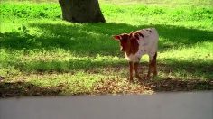 poster-19913-budweiser-clydesdale-fence-236x132