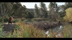 poster-19969-monster-monster-com-violonist-beaver-236x132