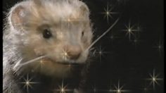 poster-2001-budweiser-furet-greatest-hits-236x132