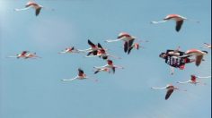 poster-20043-nrj-mobile-forfait-ultimate-les-flamants-236x132