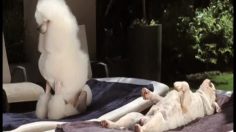 poster-20163-frolic-swimming-pool-236x132