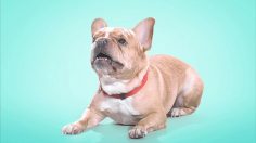 poster-20195-protection-animaux-dog-with-a-cone-236x132