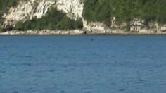 poster-20249-wwf-la-baleine-236x132