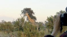 poster-20250-wwf-le-rhinoceros-236x132