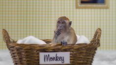 poster-20273-gainomax-lonely-monkey-236x132