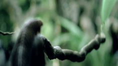 poster-20320-amf-the-caterpillar-236x132