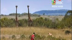 poster-20440-hsbc-global-lions-tour-sponsorship-giraffe-236x132